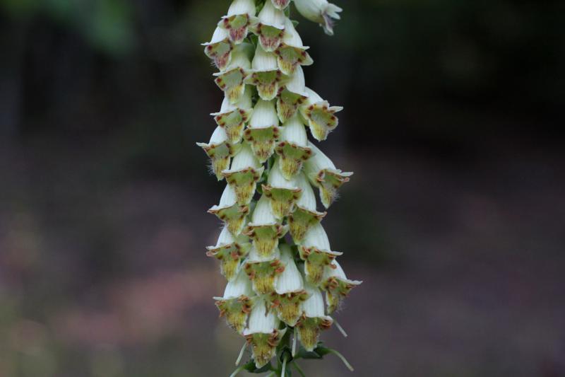 Digitalis ferruginea e  Digitalis micrantha (=D.lutea subsp. australis )